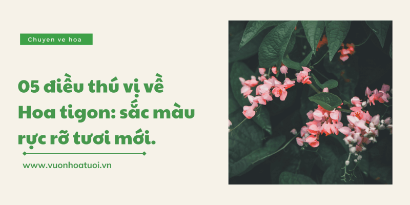 05 điều thú vị về ý nghĩa hoa tigon dành cho bạn y nghia hoa tigon 5