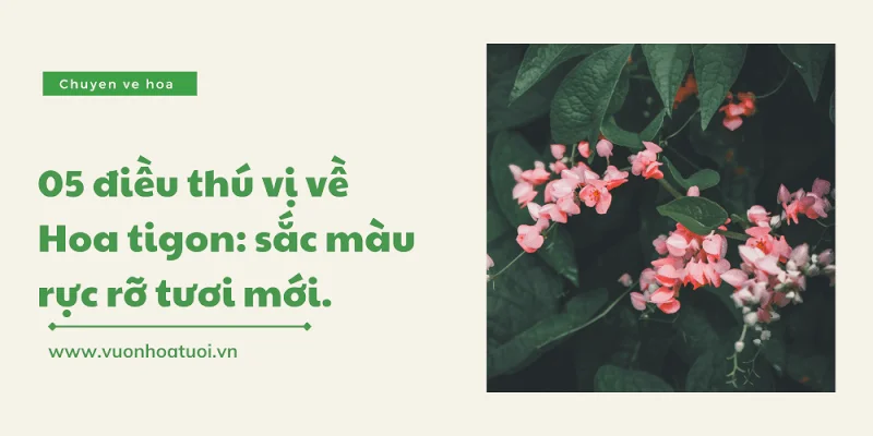 y nghia hoa tigon 5 png