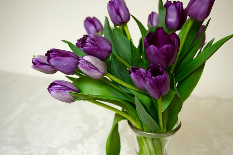 y nghia hoa tulip tim 1
