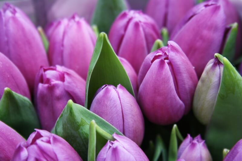 y nghia hoa tulip tim 3