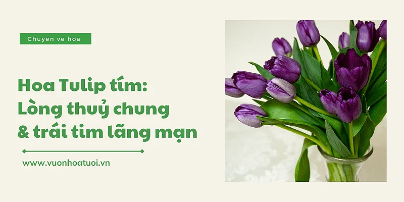 y nghia hoa tulip tim png