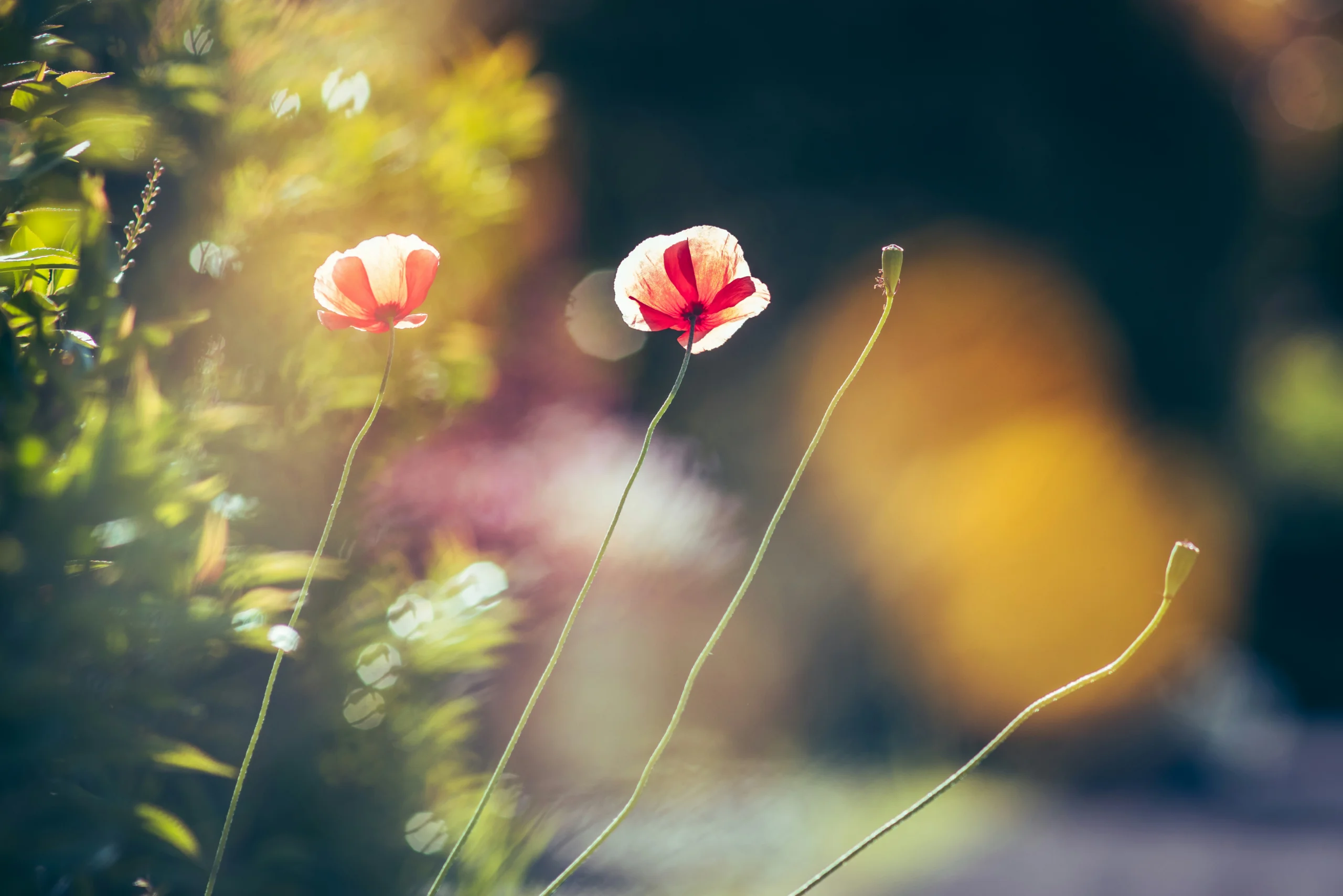 loai hoa tuong trung cho su dau kho 1 1 scaled