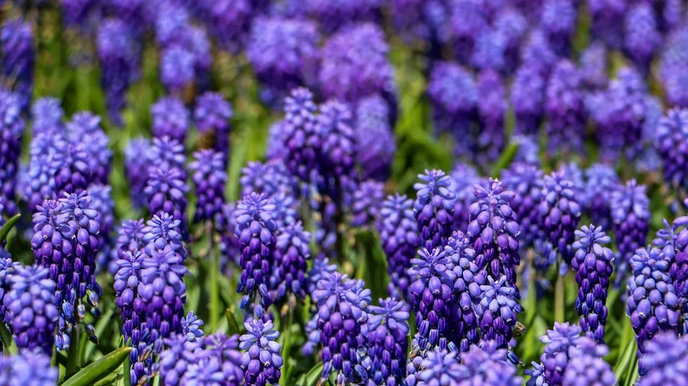 loai hoa tuong trung cho su dau kho 3 jpg