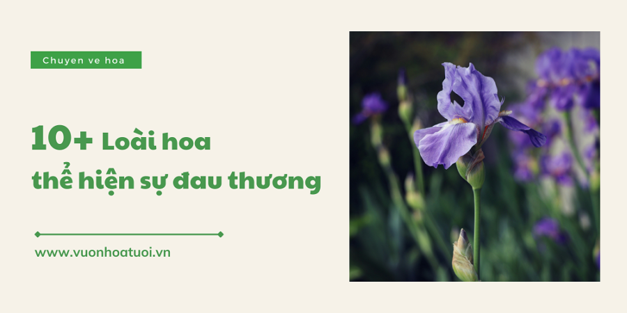 Tổng hợp 10+ loài hoa tượng trưng cho sự đau thương chia ly loai hoa tuong trung cho su dau thuong 1