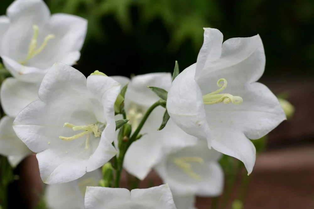 y nghia hoa chuong 2 2 jpg