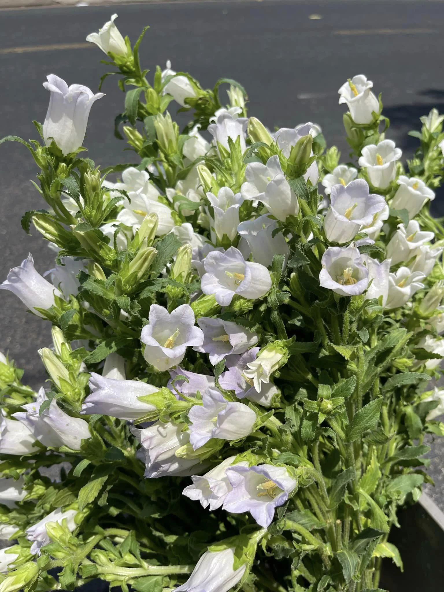 y nghia hoa chuong 3 jpg