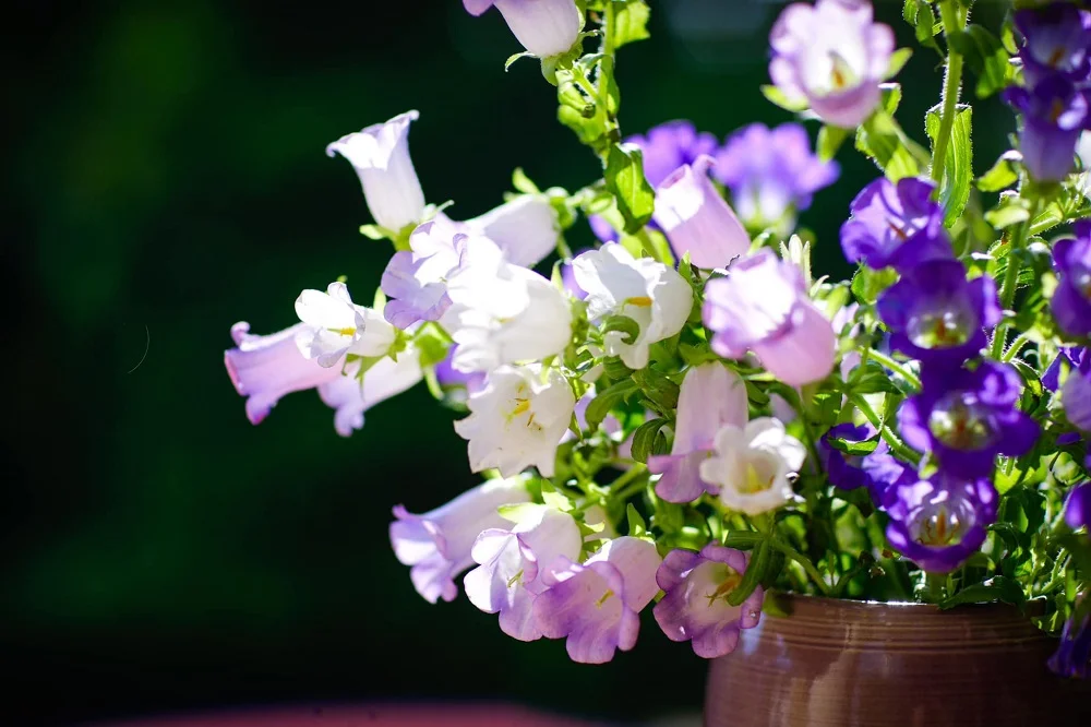 y nghia hoa chuong jpg