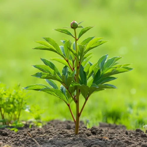 Lý do tại sao hoa mẫu đơn không nở hoa và cách khắc phục tìm cách khắc phục hoa mẫu đơn không nở hoa