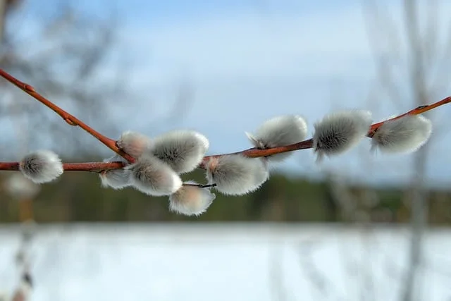 y nghia nu tam xuan jpg