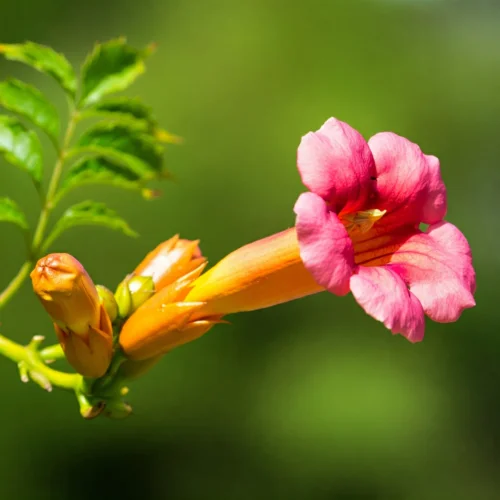 Top 05 Loại Hoa Làm Bó Hoa Chúc Mừng Từ Vườn Hoa Tươi bo hoa loa ken