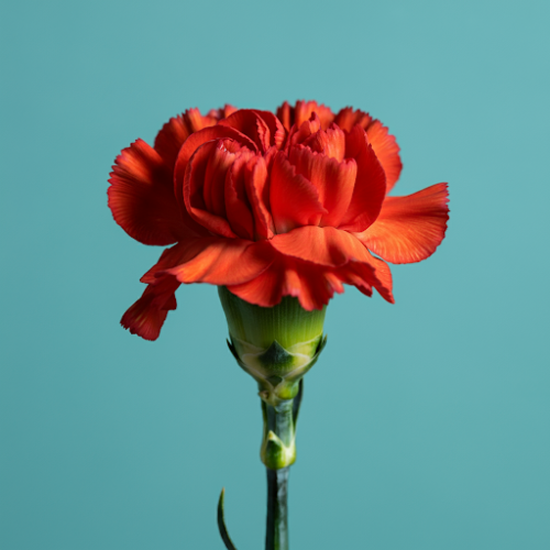 hoa cam chuong mau do