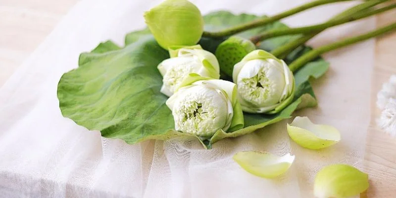 Bó hoa sen tặng sinh nhật – món quà gửi trao sự tinh tế, chân thành bó hoa sen tặng sinh nhật