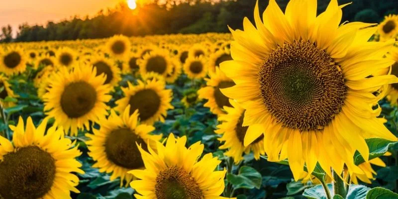 tại sao tốt nghiệp tặng hoa hướng dương