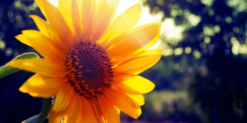 tai sao tot nghiep tang hoa huong duong b jpg