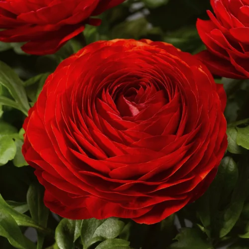 Ý Nghĩa Hoa Mao Lương Đại Diện Đam Mê và Trung Thành Ý Nghĩa Hoa Mao Lương đỏ