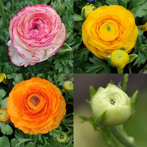 y nghia hoa mao luong