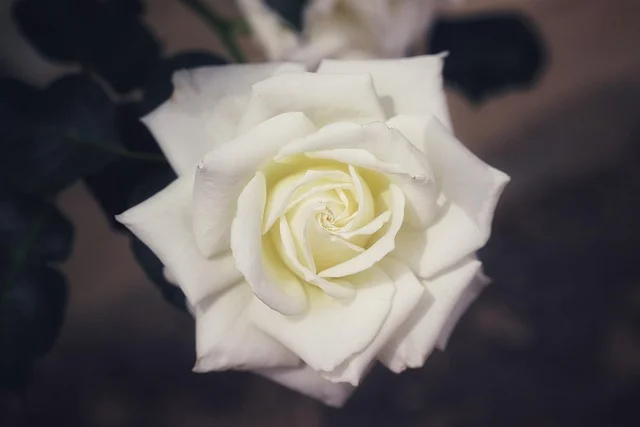 Biểu tượng của hoa hồng trắng