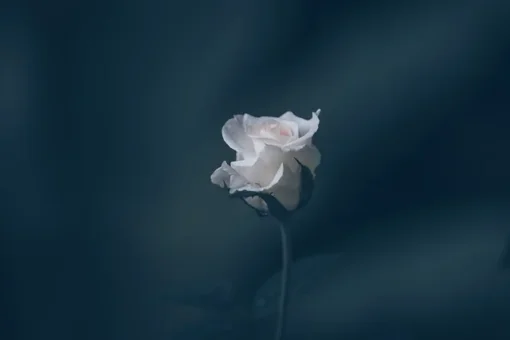 ý nghĩa hoa hồng trắng