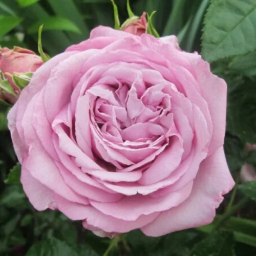 Giải Mã Ý Nghĩa Hoa Hồng Tím Vẻ Đẹp Say Đắm và Bí Ẩn Blue Sky Rose