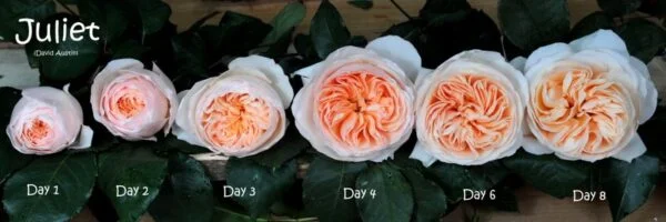 Ý Nghĩa Hoa Hồng Juliet Nàng Thơ Tình Yêu, Biểu Tượng Vẻ Đẹp Vượt Thời Gian David Austin Juliet Garden Rose via Alexandra Farms 600x200 1