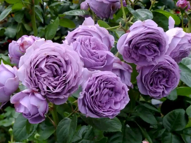 Giải Mã Ý Nghĩa Hoa Hồng Tím Vẻ Đẹp Say Đắm và Bí Ẩn Kinda Blue Rose