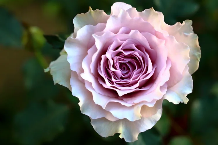 Giải Mã Ý Nghĩa Hoa Hồng Tím Vẻ Đẹp Say Đắm và Bí Ẩn New Wave rose