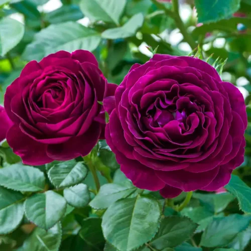 Giải Mã Ý Nghĩa Hoa Hồng Tím Vẻ Đẹp Say Đắm và Bí Ẩn Twilight Rose