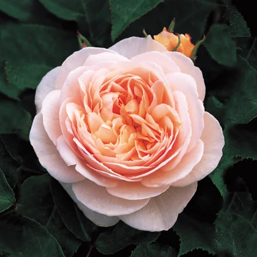 Ý Nghĩa Hoa Hồng Juliet Nàng Thơ Tình Yêu, Biểu Tượng Vẻ Đẹp Vượt Thời Gian david juliet rose