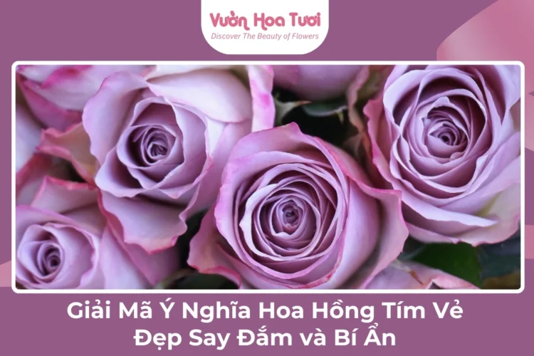 Giải Mã Ý Nghĩa Hoa Hồng Tím Vẻ Đẹp Say Đắm và Bí Ẩn ý nghĩa hoa hồng tím 4