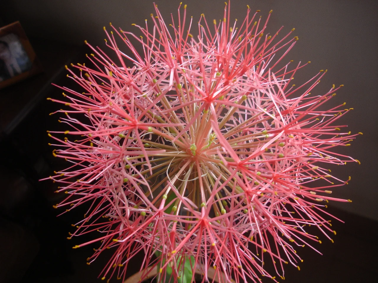 xem nhanh về ý nghĩa về hoa hồng tú cầu