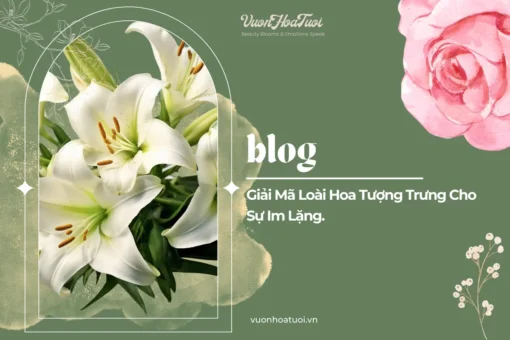Giải Mã Loài Hoa Tượng Trưng Cho Sự Im Lặng
