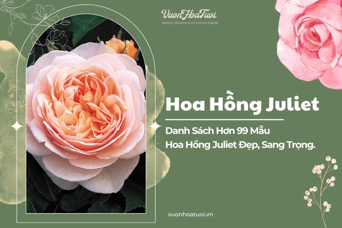 Hoa Hồng Juliet