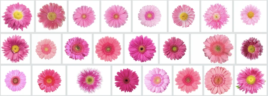 Danh sách Các Loại Hoa Đồng Tiền Phổ Biến Được Cập Nhật Mới Nhất Double Gerbera