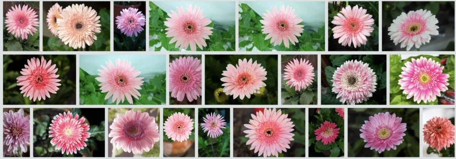 Danh sách Các Loại Hoa Đồng Tiền Phổ Biến Được Cập Nhật Mới Nhất Semi-Double Gerbera