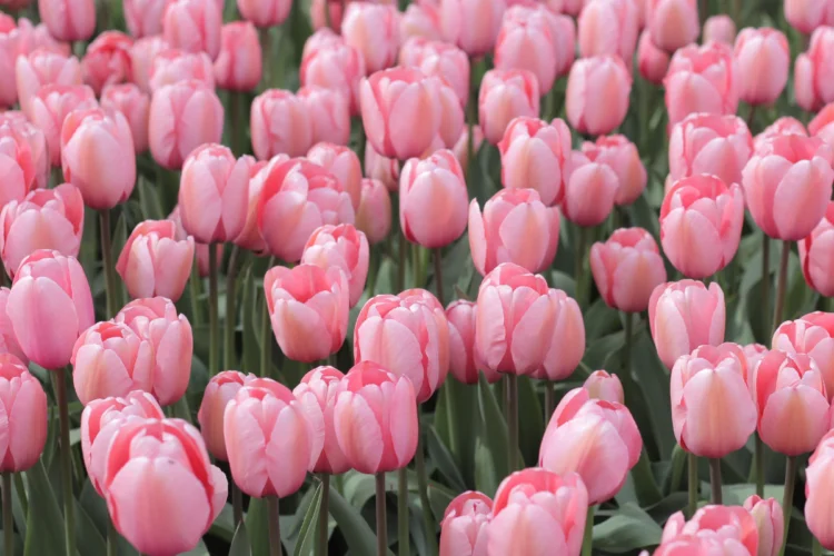 Hoa Tulips