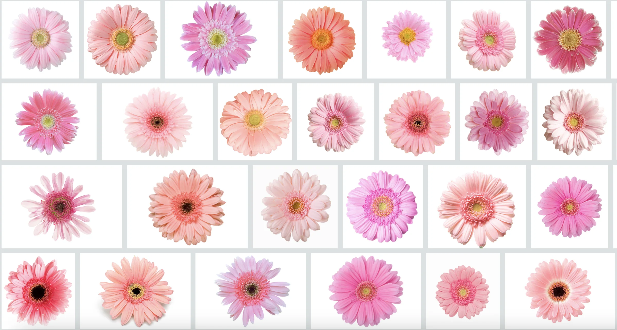 cac loai mau sac hoa dong tien png