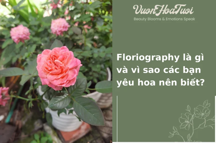 Floriography là gì và vì sao các bạn yêu hoa nên biết? Floriography là gì và vì sao các bạn yêu hoa nên biết