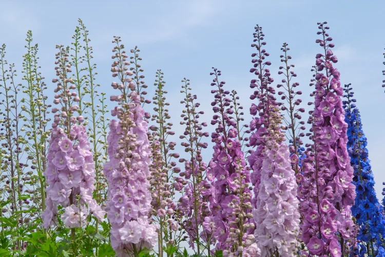 Hành Trình Khám Phá Vẻ Đẹp và Ý Nghĩa Hoa Delphinium Loài Hoa Phi Yến Y Nghia Hoa Delphinium 1