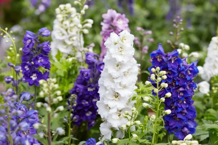 Hành Trình Khám Phá Vẻ Đẹp và Ý Nghĩa Hoa Delphinium Loài Hoa Phi Yến Y Nghia Hoa Delphinium 3