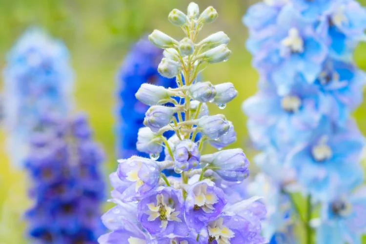 Hành Trình Khám Phá Vẻ Đẹp và Ý Nghĩa Hoa Delphinium Loài Hoa Phi Yến Y Nghia Hoa Delphinium 4