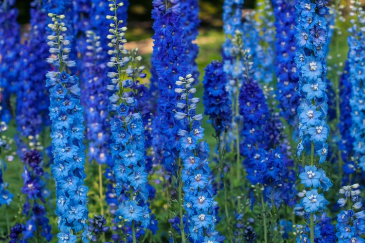 Hành Trình Khám Phá Vẻ Đẹp và Ý Nghĩa Hoa Delphinium Loài Hoa Phi Yến Y Nghia Hoa Delphinium 5