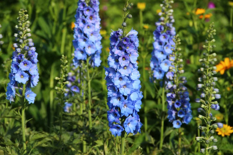 Hành Trình Khám Phá Vẻ Đẹp và Ý Nghĩa Hoa Delphinium Loài Hoa Phi Yến Y Nghia Hoa Delphinium 6