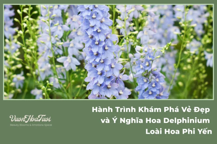 Hành Trình Khám Phá Vẻ Đẹp và Ý Nghĩa Hoa Delphinium Loài Hoa Phi Yến Ý Nghĩa Hoa Delphinium Loài Hoa Phi Yến