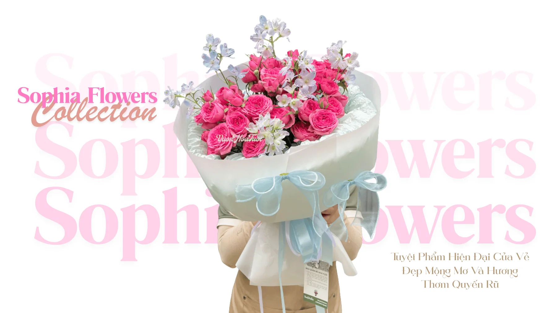 Hoa Hồng Sophia