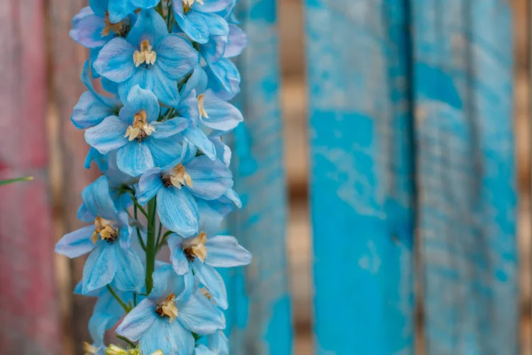8 Sự thật Bất ngờ Về Hoa Delphinium Khám Phá Vẻ Đẹp Kỳ Diệu Loài Hoa Này delphinium 1
