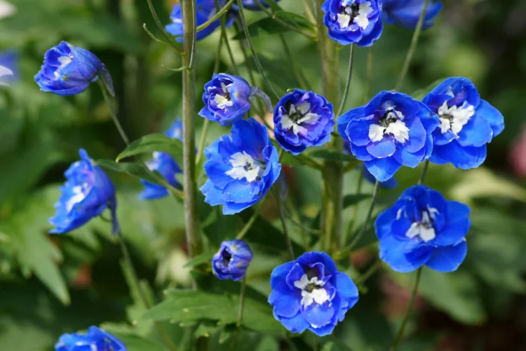 8 Sự thật Bất ngờ Về Hoa Delphinium Khám Phá Vẻ Đẹp Kỳ Diệu Loài Hoa Này delphinium 2