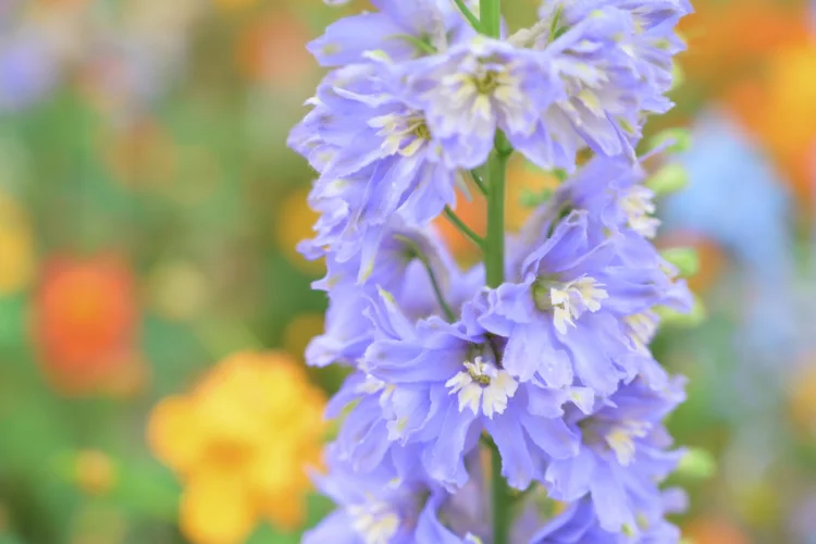 8 Sự thật Bất ngờ Về Hoa Delphinium Khám Phá Vẻ Đẹp Kỳ Diệu Loài Hoa Này delphinium Flowers