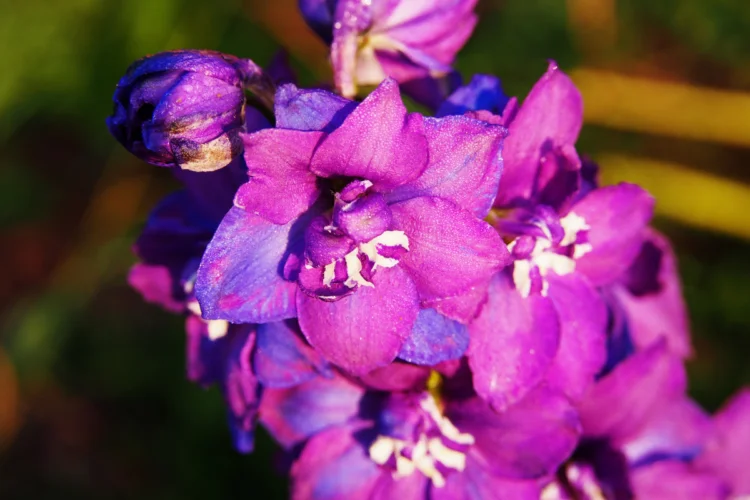 8 Sự thật Bất ngờ Về Hoa Delphinium Khám Phá Vẻ Đẹp Kỳ Diệu Loài Hoa Này delphinium hong
