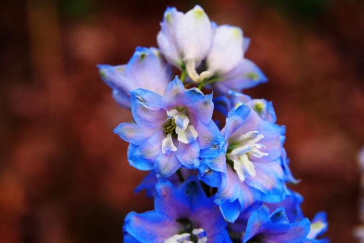8 Sự thật Bất ngờ Về Hoa Delphinium Khám Phá Vẻ Đẹp Kỳ Diệu Loài Hoa Này delphinium tím