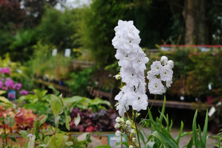 8 Sự thật Bất ngờ Về Hoa Delphinium Khám Phá Vẻ Đẹp Kỳ Diệu Loài Hoa Này delphinium trangwes